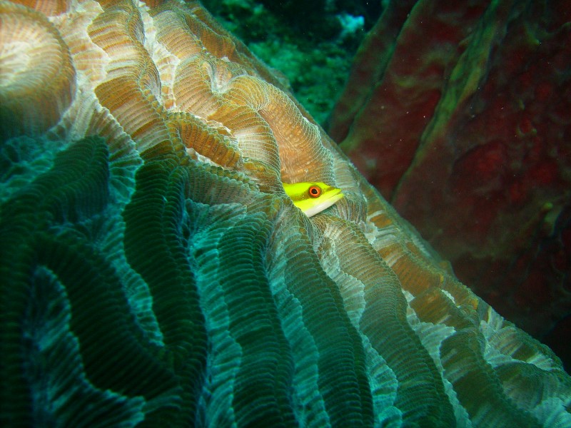 ../Images/wateryellow headed jaw fish.jpg